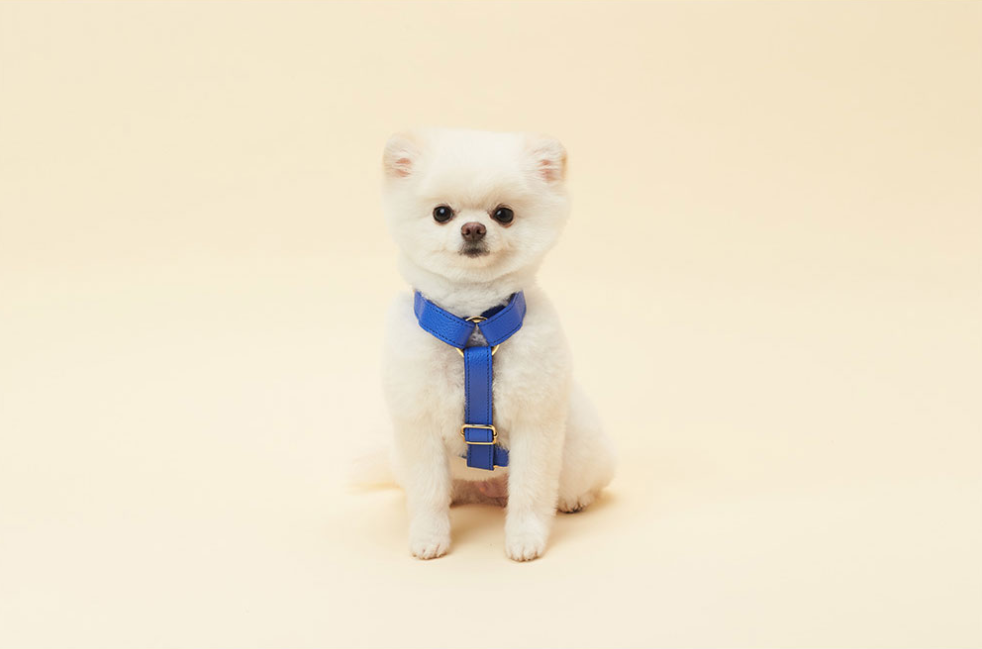 Dog leather harness (Pink/Blue)